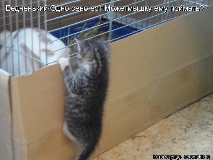 Бедненький!Одно сено ест!Можетмышку ему поймать?... Котоматрица: Бедненький!Одно сено ест!Можетмышку ему поймать?