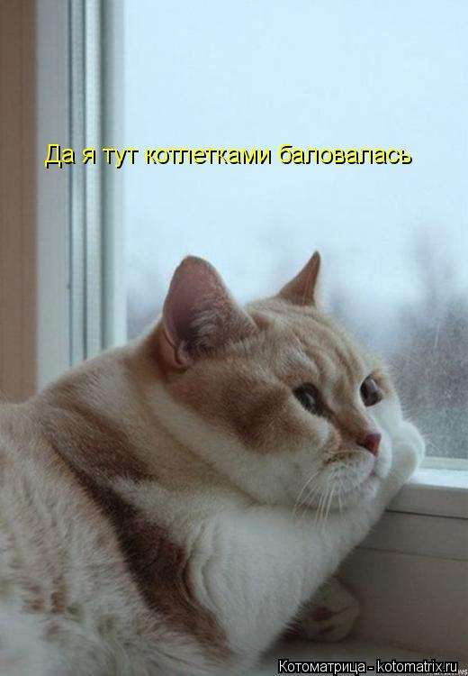 Да я тут котлетками баловалась... Котоматрица: Да я тут котлетками баловалась
