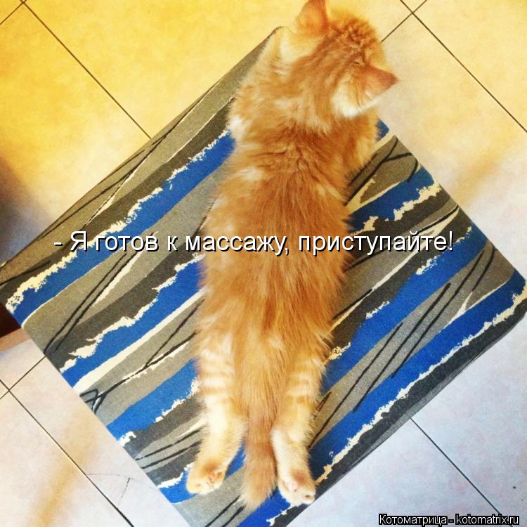 - Я готов к массажу, приступайте!... Котоматрица: - Я готов к массажу, приступайте!