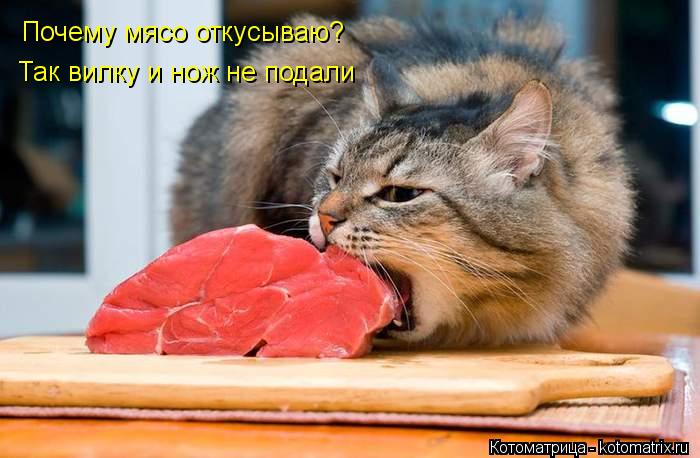 Почему мясо откусываю? Так вилку и нож не подали... Котоматрица: Почему мясо откусываю? Так вилку и нож не подали