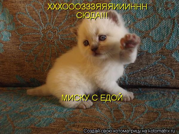 ХХХОООЗЗЗЯЯЯИИИННН СЮДА!!! МИСКУ С ЕДОЙ... Котоматрица: ХХХОООЗЗЗЯЯЯИИИННН СЮДА!!! МИСКУ С ЕДОЙ
