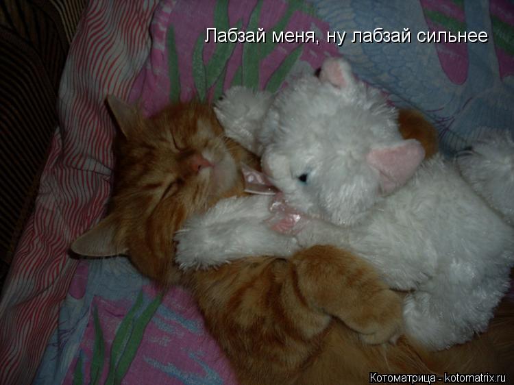 Лабзай меня, ну лабзай сильнее... Котоматрица: Лабзай меня, ну лабзай сильнее