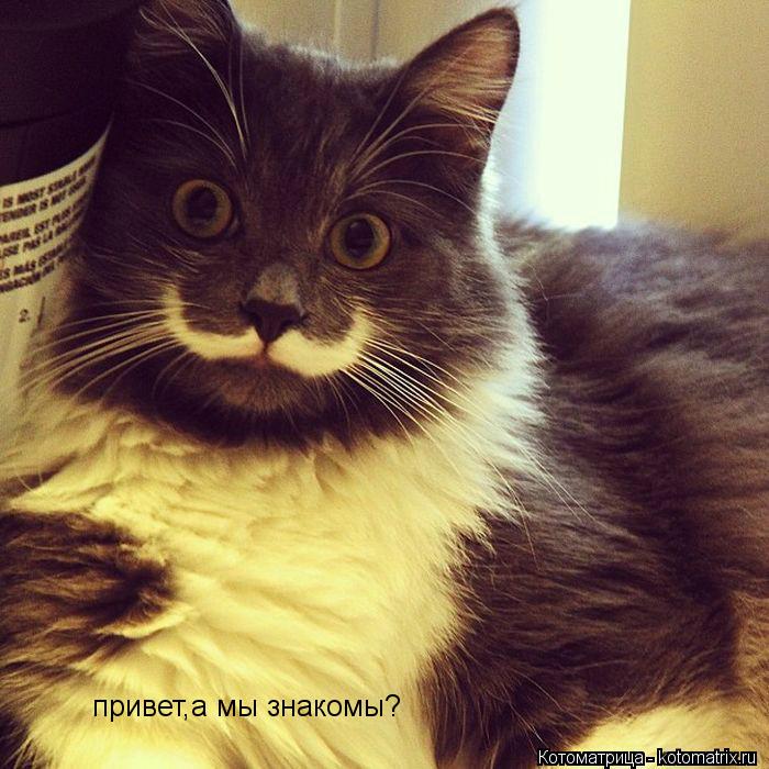 привет,а мы знакомы?... Котоматрица: привет,а мы знакомы?
