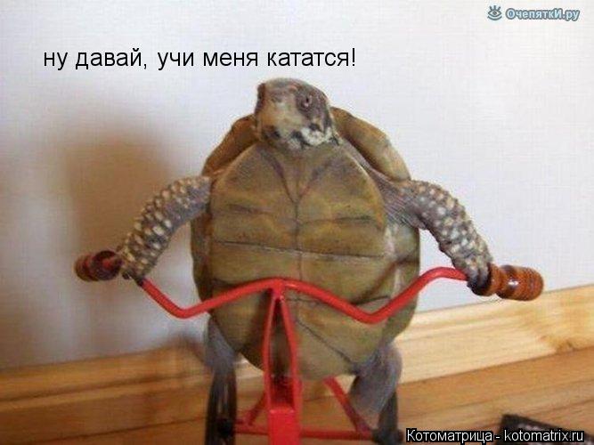 ну давай, учи меня кататся!... Котоматрица: ну давай, учи меня кататся!