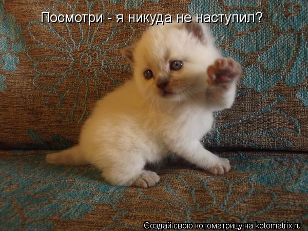 Посмотри - я никуда не наступил?... Котоматрица: Посмотри - я никуда не наступил?