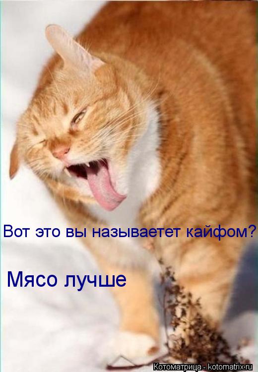 Вот это вы называетет кайфом? Мясо лучше... Котоматрица: Вот это вы называетет кайфом? Мясо лучше