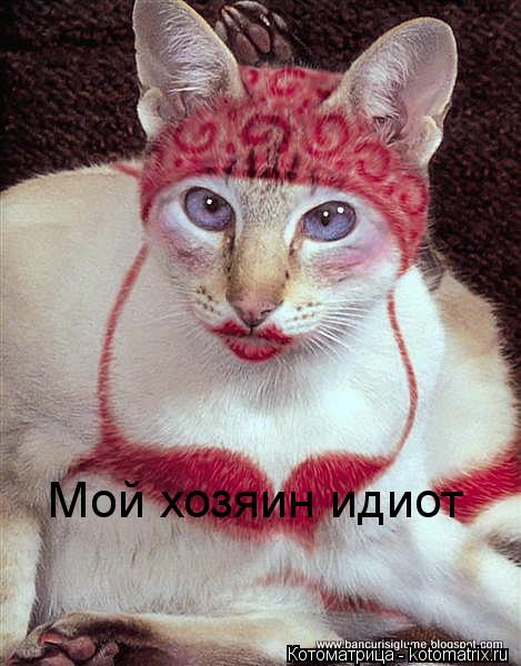 Мой хозяин идиот... Котоматрица: Мой хозяин идиот