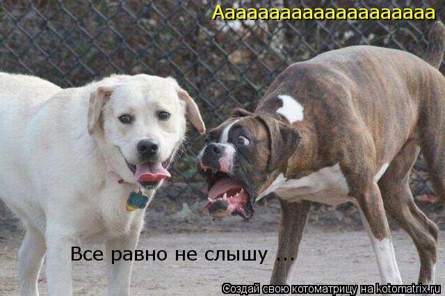 Котоматрица: Аааааааааааааааааааа Все равно не слышу ...