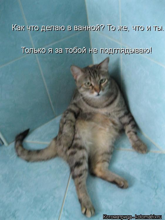 Как что делаю в ванной? То же, что и ты. Только я за тобой не подглядываю!... Котоматрица: Как что делаю в ванной? То же, что и ты. Только я за тобой не подглядываю!