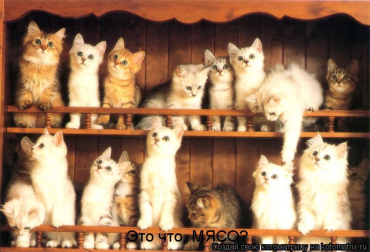 Это что, МЯСО?... Котоматрица: Это что, МЯСО?