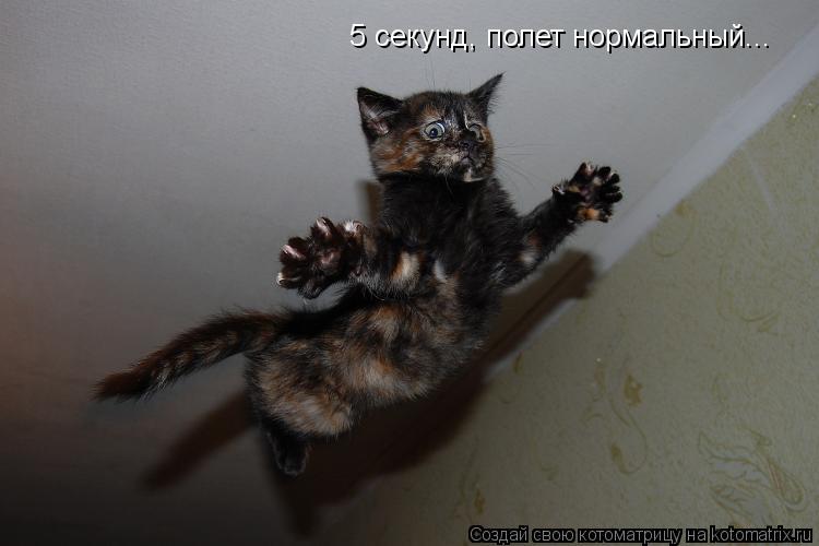 Котоматрица: 5 секунд, полет нормальный...