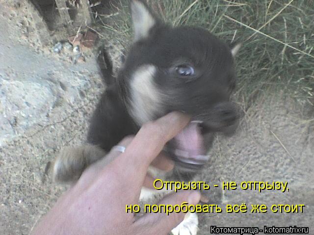 Отгрызть - не отгрызу, но попробовать всё же стоит... Котоматрица: Отгрызть - не отгрызу, но попробовать всё же стоит