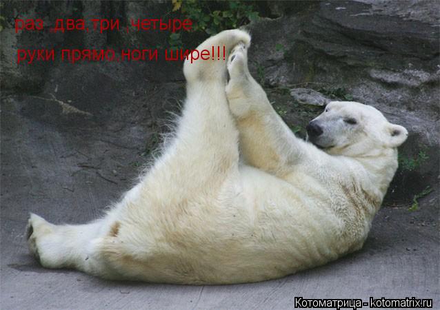 руки прямо,ноги шире!!! раз ,два,три ,четыре... Котоматрица: руки прямо,ноги шире!!! раз ,два,три ,четыре