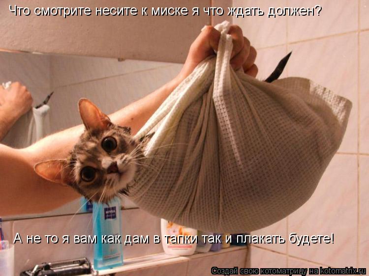 Что смотрите несите к миске я что ждать должен? А не то я вам как дам в тапки так и плакать будете!... Котоматрица: Что смотрите несите к миске я что ждать должен? А не то я вам как дам в тапки так и плакать будете!