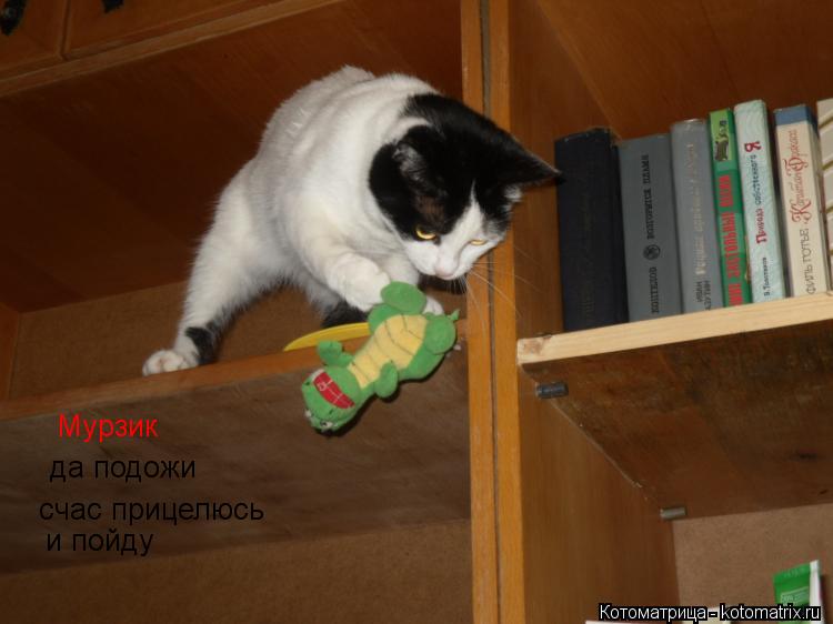 Мурзик да подожи счас прицелюсь и пойду... Котоматрица: Мурзик да подожи счас прицелюсь и пойду