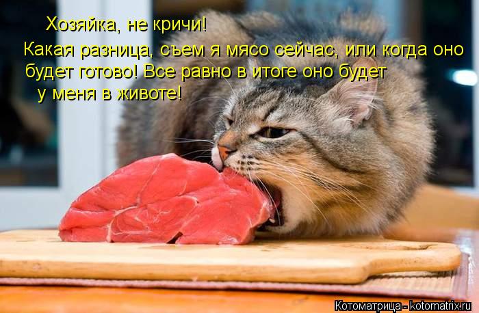 Котоматрица: Хозяйка, не кричи!  Какая разница, съем я мясо сейчас, или когда оно будет готово! Все равно в итоге оно будет  у меня в животе!