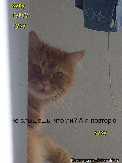 не слышешь, что ли? А я повторю кукуу куку куку, куку... Котоматрица: не слышешь, что ли? А я повторю кукуу куку куку, куку