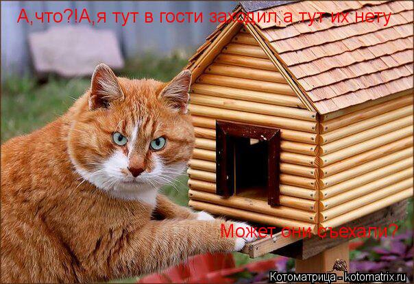 А,что?!А,я тут в гости заходил,а тут их нету Может они съехали?... Котоматрица: А,что?!А,я тут в гости заходил,а тут их нету Может они съехали?