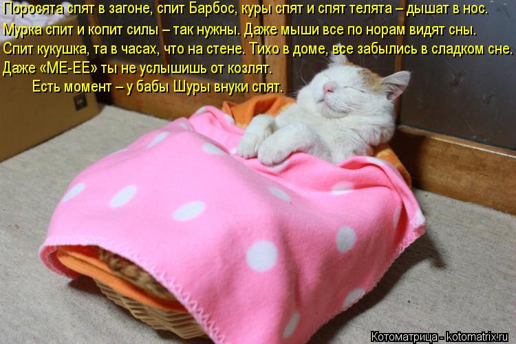 Котоматрица: Поросята спят в загоне, спит Барбос, куры спят и спят телята – дышат в нос. Мурка спит и копит силы – так нужны. Даже мыши все по норам видят с