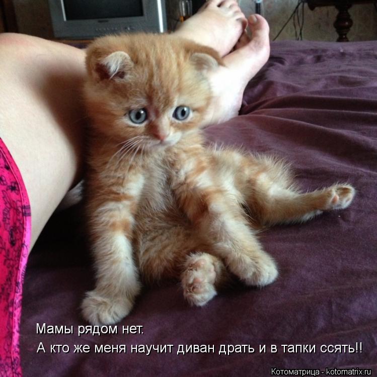 Мамы рядом нет. Мамы рядом нет. А кто же меня научит диван драть и в тапки ссять!!... Котоматрица: Мамы рядом нет. Мамы рядом нет. А кто же меня научит диван драть и в тапки ссять!!