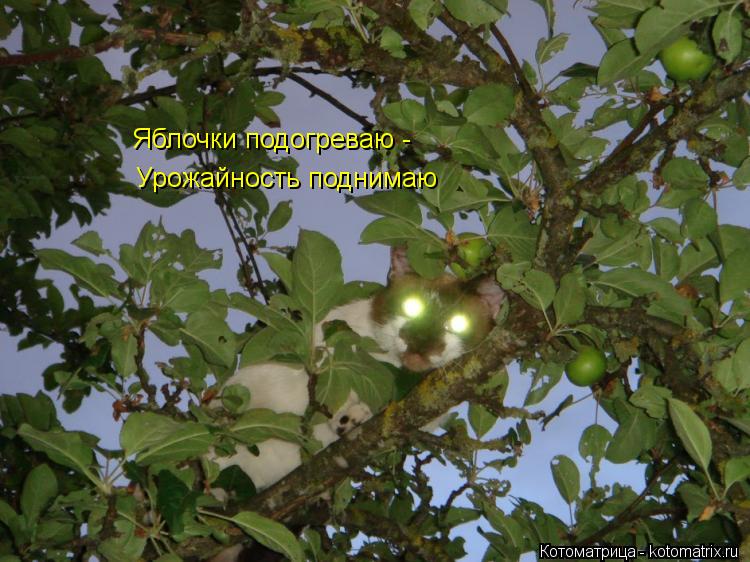 Яблочки подогреваю - Урожайность поднимаю... Котоматрица: Яблочки подогреваю - Урожайность поднимаю