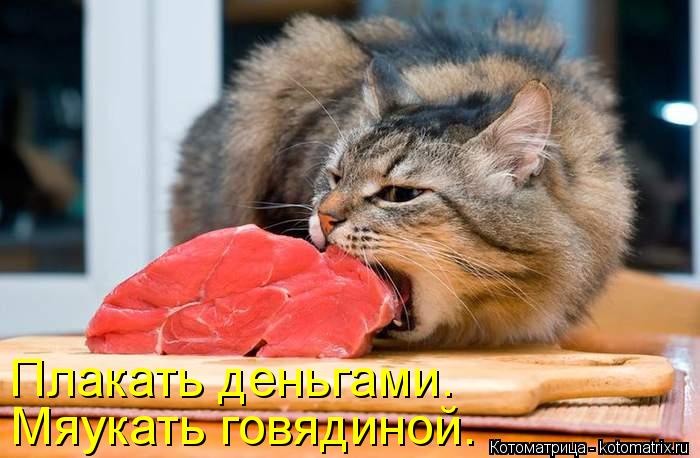 Плакать деньгами. Мяукать говядиной.... Котоматрица: Плакать деньгами. Мяукать говядиной.