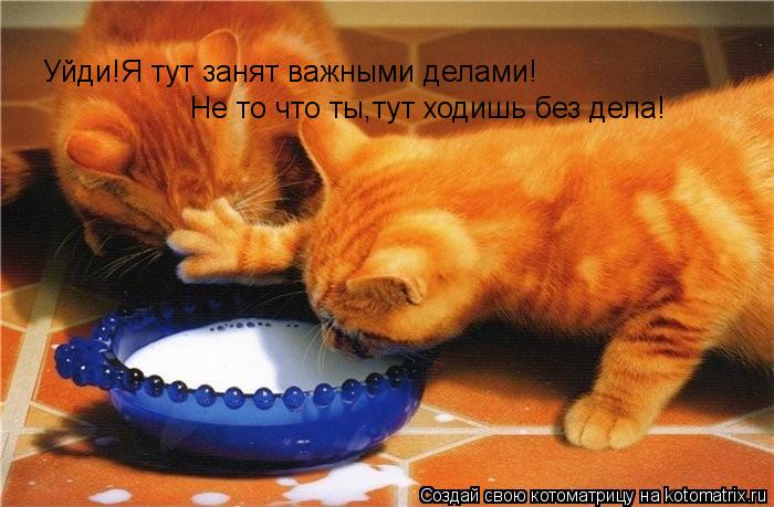 Уйди!Я тут занят важными делами! Не то что ты,тут ходишь без дела!... Котоматрица: Уйди!Я тут занят важными делами! Не то что ты,тут ходишь без дела!