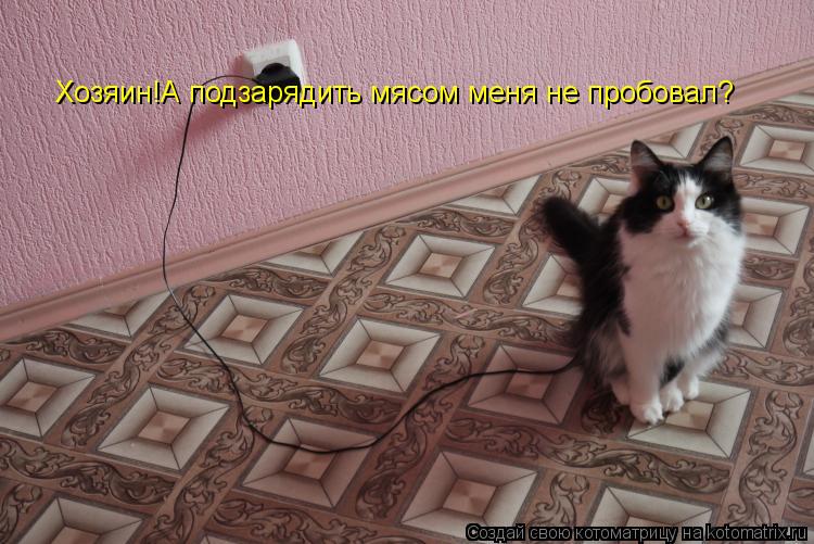 Хозяин!А подзарядить мясом меня не пробовал?... Котоматрица: Хозяин!А подзарядить мясом меня не пробовал?
