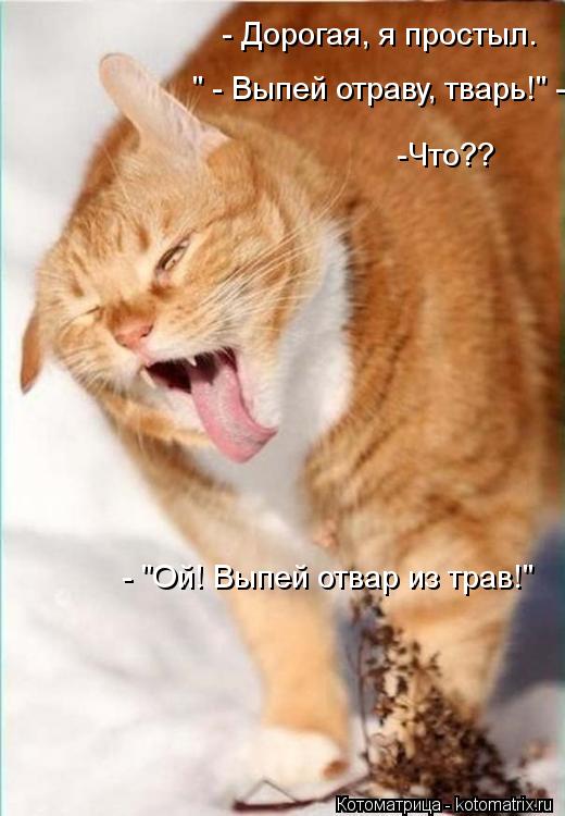 - Дорогая, я простыл. " - Выпей отраву, тварь!" - -Что?? - "Ой! Выпей отвар из трав!"... Котоматрица: - Дорогая, я простыл. " - Выпей отраву, тварь!" - -Что?? - "Ой! Выпей отвар из трав!"