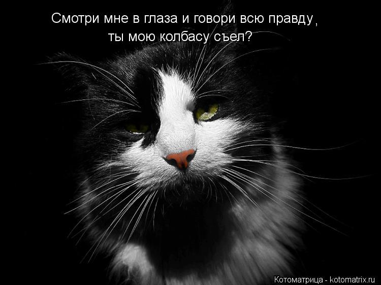 Смотри мне в глаза и говори всю правду ты мою колбасу съел? ,... Котоматрица: Смотри мне в глаза и говори всю правду ты мою колбасу съел? ,