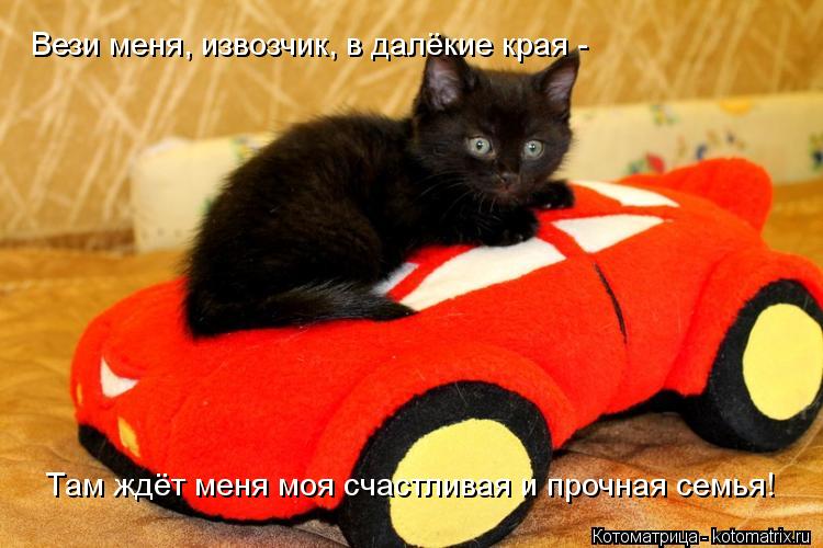 Котоматрица: Вези меня, извозчик, в далёкие края -  Там ждёт меня моя счастливая и прочная семья!