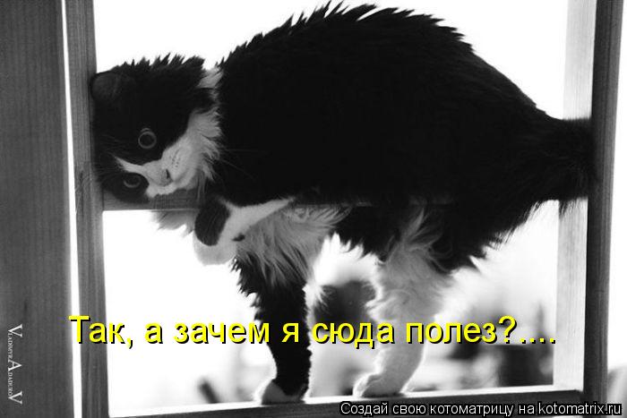 Так, а зачем я сюда полез?....... Котоматрица: Так, а зачем я сюда полез?....