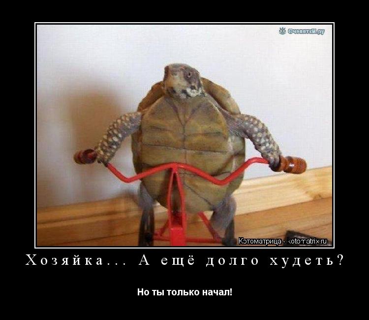 Хозяйка... А ещё долго худеть? Но ты только начал!... Котоматрица: Хозяйка... А ещё долго худеть? Но ты только начал!