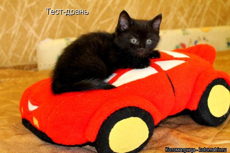 Тест-дрань... Котоматрица: Тест-дрань