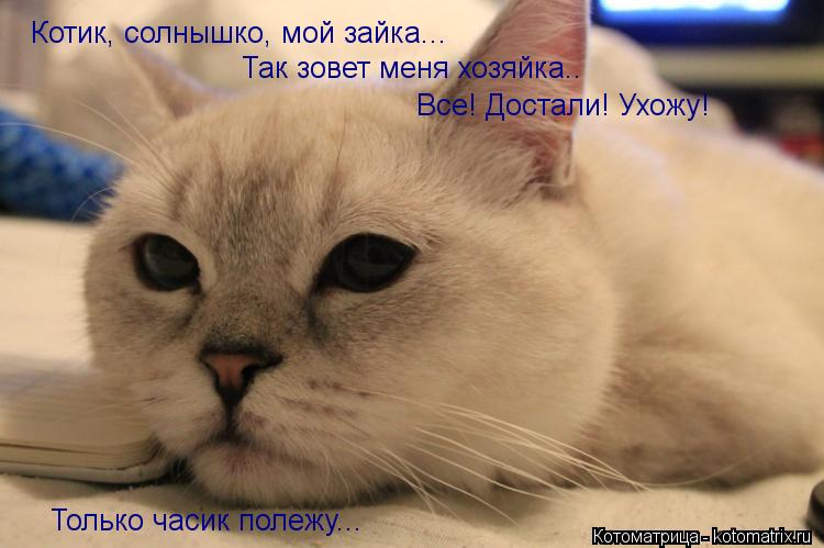 Котик, солнышко, мой зайка... Так зовет меня хозяйка.. Все! Достали! Ухожу! Только часик полежу...... Котоматрица: Котик, солнышко, мой зайка... Так зовет меня хозяйка.. Все! Достали! Ухожу! Только часик полежу...