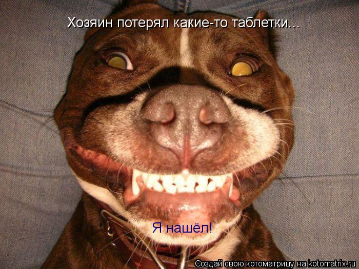 Хозяин потерял какие-то таблетки... Я нашёл!... Котоматрица: Хозяин потерял какие-то таблетки... Я нашёл!