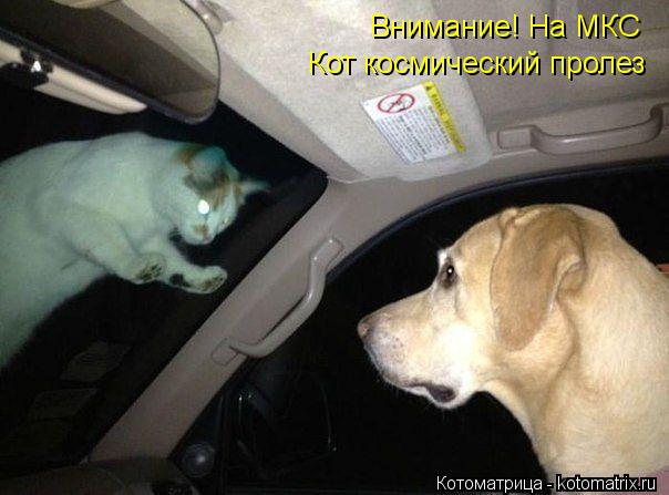 Внимание! На МКС Кот космический пролез... Котоматрица: Внимание! На МКС Кот космический пролез