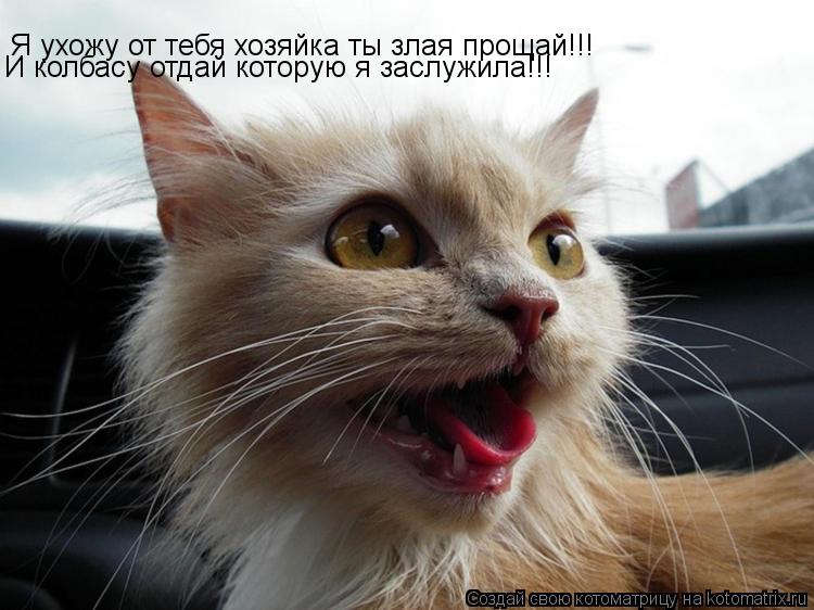 Я ухожу от тебя хозяйка ты злая прощай!!! И колбасу отдай которую я заслужила!!! И колбасу отдай кото... Котоматрица: Я ухожу от тебя хозяйка ты злая прощай!!! И колбасу отдай которую я заслужила!!! И колбасу отдай которую я заслужила!!!