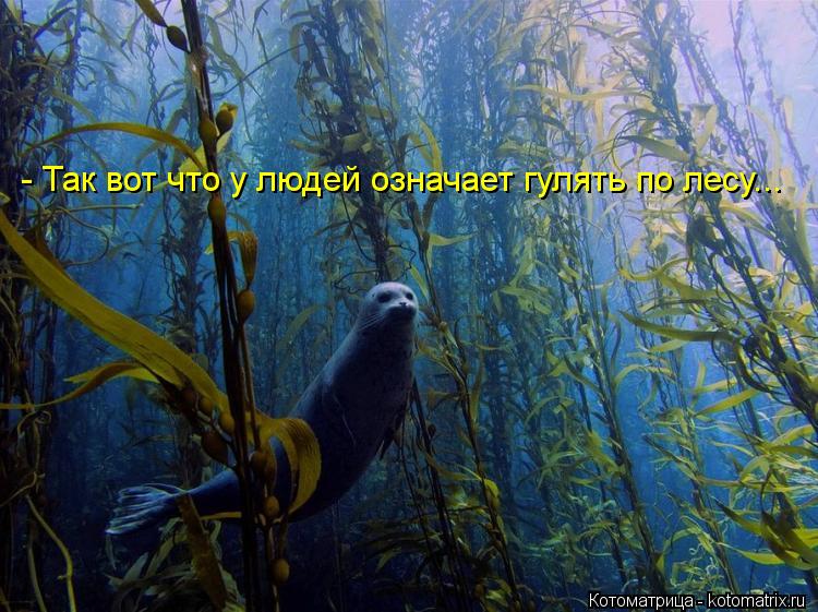 - Так вот что у людей означает гулять по лесу...... Котоматрица: - Так вот что у людей означает гулять по лесу...