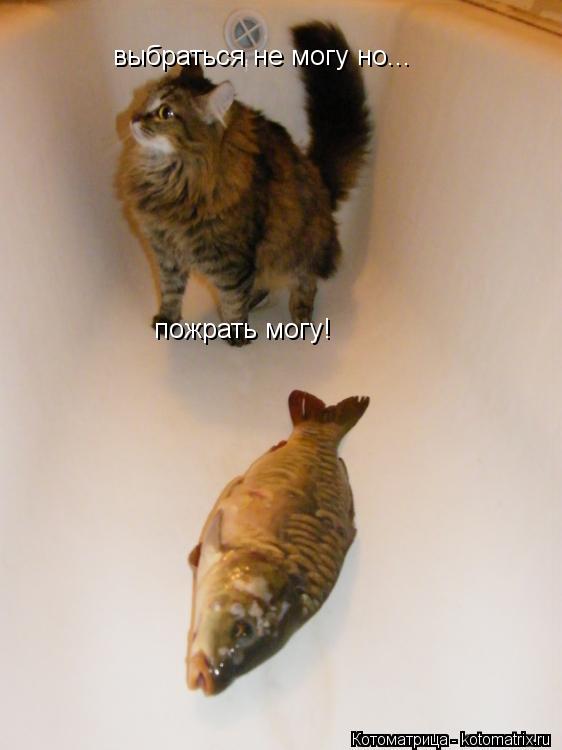 выбраться не могу но... пожрать могу!... Котоматрица: выбраться не могу но... пожрать могу!