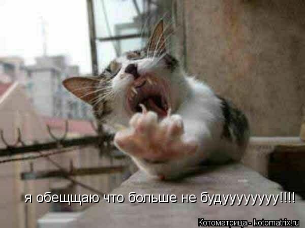 я обещщаю что больше не будуууууууу!!!!... Котоматрица: я обещщаю что больше не будуууууууу!!!!