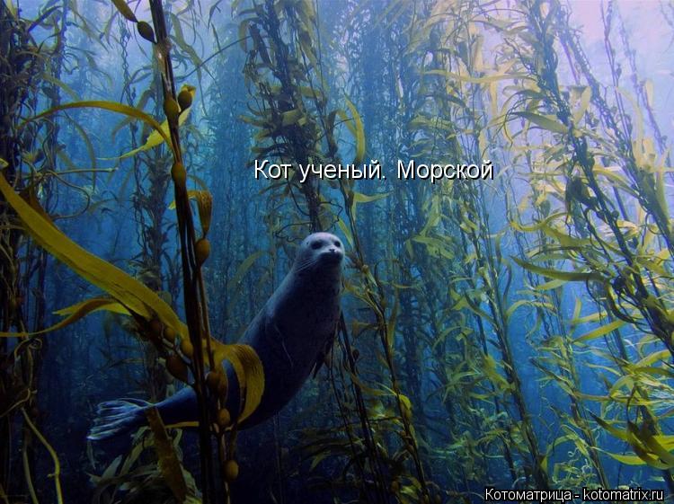 Кот ученый. Морской... Котоматрица: Кот ученый. Морской