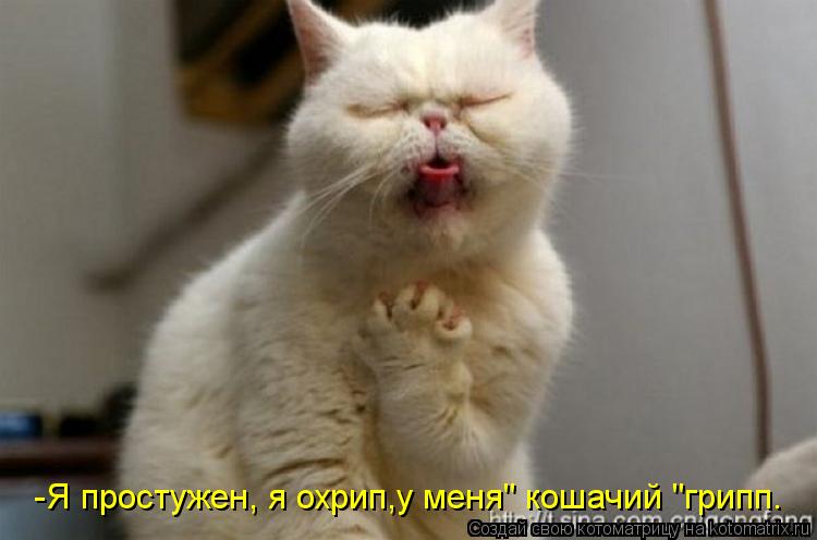 -Я простужен, я охрип,у меня" кошачий "грипп.... Котоматрица: -Я простужен, я охрип,у меня" кошачий "грипп.