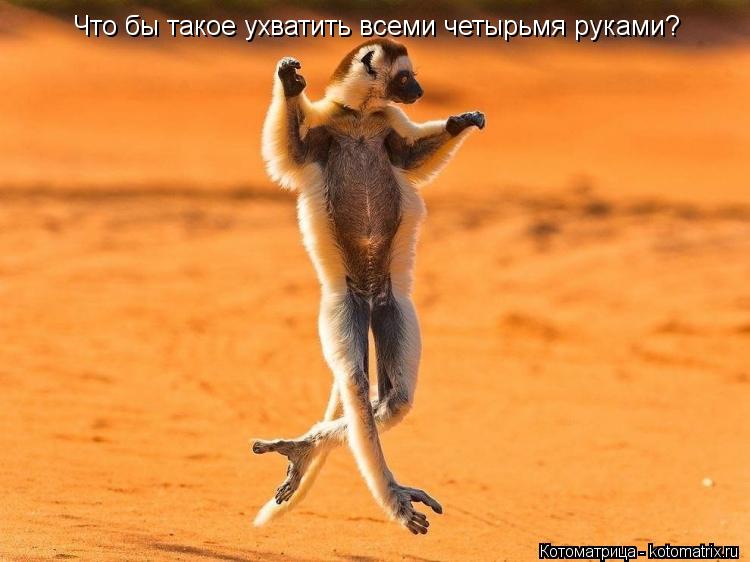 Что бы такое ухватить всеми четырьмя руками?... Котоматрица: Что бы такое ухватить всеми четырьмя руками?
