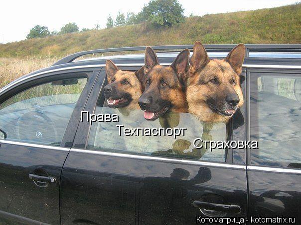 Права Техпаспорт Страховка... Котоматрица: Права Техпаспорт Страховка