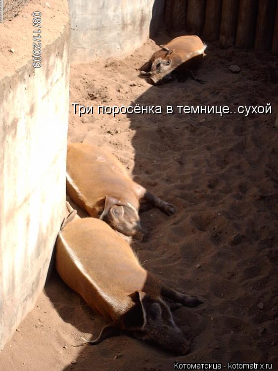 Три поросёнка в темнице..сухой... Котоматрица: Три поросёнка в темнице..сухой