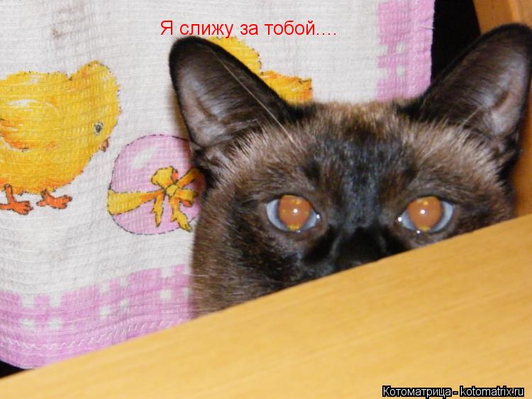 Я слижу за тобой....... Котоматрица: Я слижу за тобой....