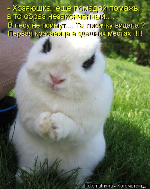 - Хозяюшка, еще помадой помажь, а то образ незаконченный.... В лесу не поймут.... Ты лисичку видала... Котоматрица: - Хозяюшка, еще помадой помажь, а то образ незаконченный.... В лесу не поймут.... Ты лисичку видала ? Первая красавица в здешних местах !!!!