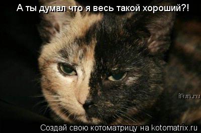 А ты думал что я весь такой хороший?!... Котоматрица: А ты думал что я весь такой хороший?!