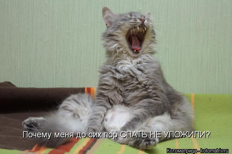 Почему меня до сих пор СПАТЬ НЕ УЛОЖИЛИ?... Котоматрица: Почему меня до сих пор СПАТЬ НЕ УЛОЖИЛИ?